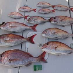 フィッシングボートACE(エース) 釣果