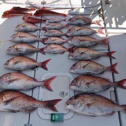 フィッシングボートACE(エース) 釣果