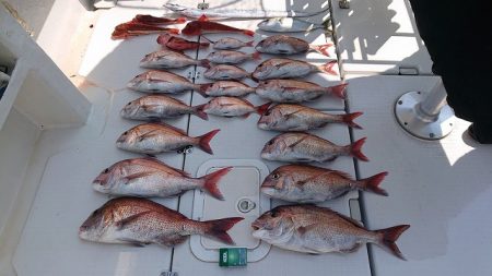 フィッシングボートACE(エース) 釣果