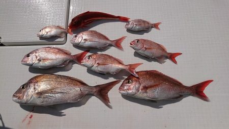 フィッシングボートACE（エース） 釣果