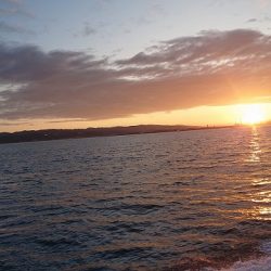 フィッシングボートACE(エース) 釣果