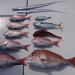 フィッシングボートACE(エース) 釣果