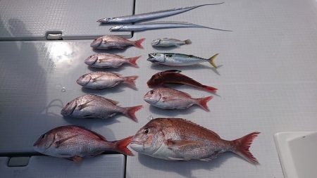 フィッシングボートACE（エース） 釣果