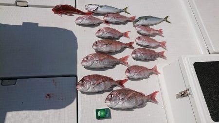 フィッシングボートACE（エース） 釣果