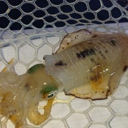 フィッシングボートACE(エース) 釣果