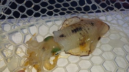 フィッシングボートACE（エース） 釣果