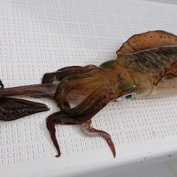 フィッシングボートACE(エース) 釣果