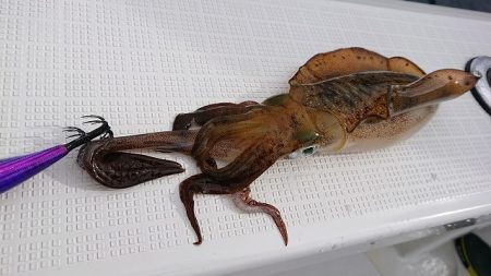 フィッシングボートACE(エース) 釣果