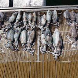 フィッシングボートACE(エース) 釣果