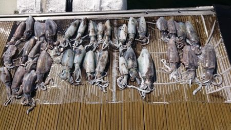 フィッシングボートACE(エース) 釣果