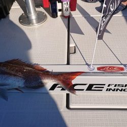 フィッシングボートACE（エース） 釣果