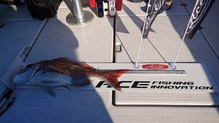 フィッシングボートACE（エース） 釣果