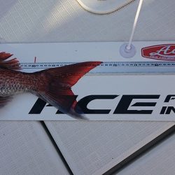 フィッシングボートACE（エース） 釣果