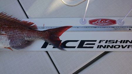 フィッシングボートACE（エース） 釣果