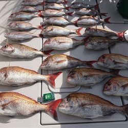 フィッシングボートACE（エース） 釣果