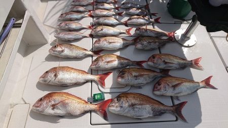 フィッシングボートACE（エース） 釣果