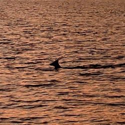 フィッシングボートACE(エース) 釣果