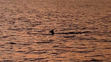 フィッシングボートACE(エース) 釣果