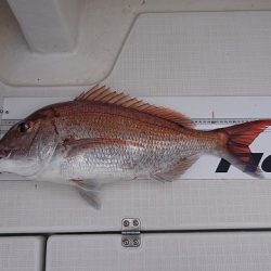 フィッシングボートACE(エース) 釣果