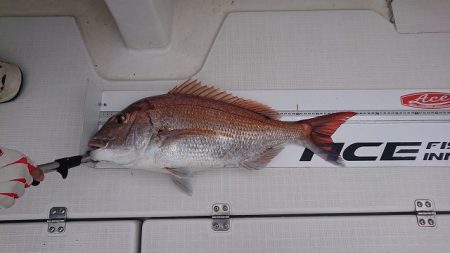 フィッシングボートACE(エース) 釣果