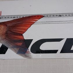 フィッシングボートACE(エース) 釣果