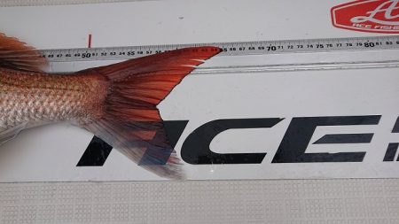 フィッシングボートACE(エース) 釣果