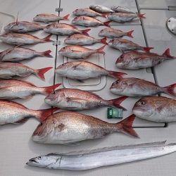 フィッシングボートACE(エース) 釣果