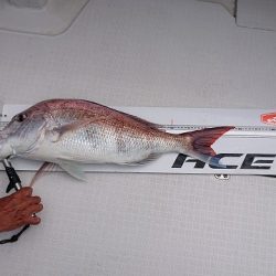 フィッシングボートACE(エース) 釣果