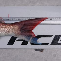 フィッシングボートACE(エース) 釣果