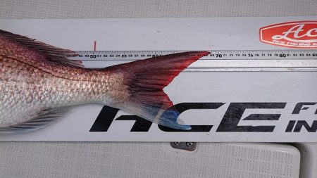 フィッシングボートACE(エース) 釣果