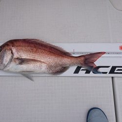 フィッシングボートACE(エース) 釣果