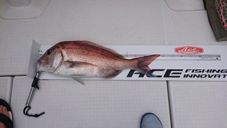 フィッシングボートACE(エース) 釣果