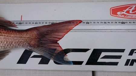 フィッシングボートACE(エース) 釣果