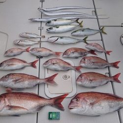 フィッシングボートACE(エース) 釣果