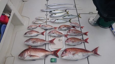 フィッシングボートACE(エース) 釣果