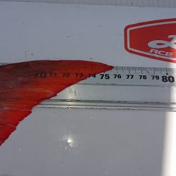 フィッシングボートACE(エース) 釣果