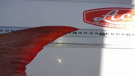 フィッシングボートACE(エース) 釣果