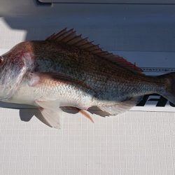 フィッシングボートACE(エース) 釣果