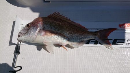 フィッシングボートACE(エース) 釣果