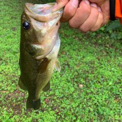 メガバスF2-66XTZ[Sparna]9月度モニター報告【メガバス（Megabass）トライザ　インプレッション】