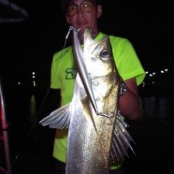 シーマジカル 釣果