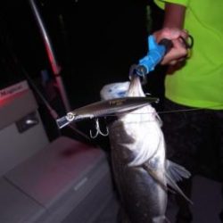 シーマジカル 釣果