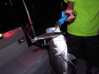 シーマジカル 釣果