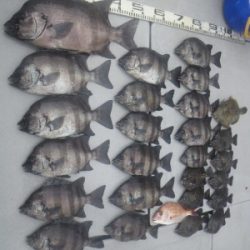 磯部釣船 直栄丸 釣果