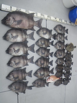 磯部釣船 直栄丸 釣果