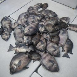 磯部釣船 直栄丸 釣果