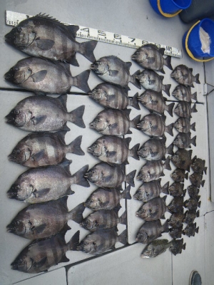 磯部釣船 直栄丸 釣果