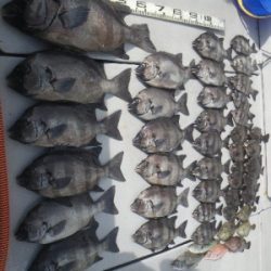 磯部釣船 直栄丸 釣果