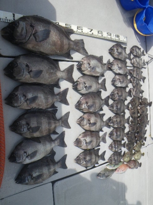 磯部釣船 直栄丸 釣果