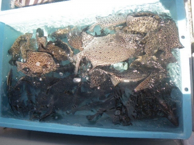 磯部釣船 直栄丸 釣果